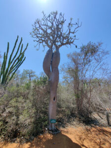 Baobabs