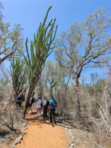 Spiny Forest