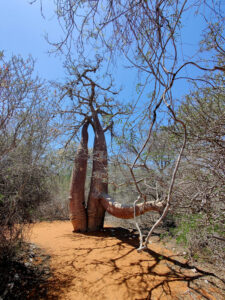 Baobabs