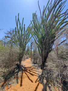 Spiny Forest