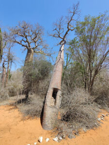 Baobabs