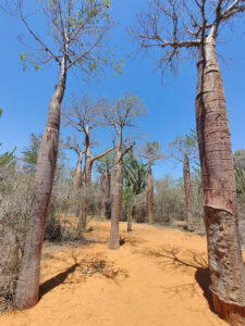 Baobabs