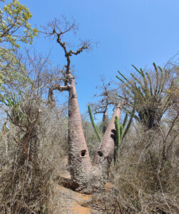 Baobabs