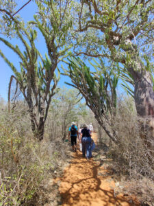 Spiny Forest