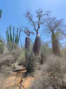 Baobabs
