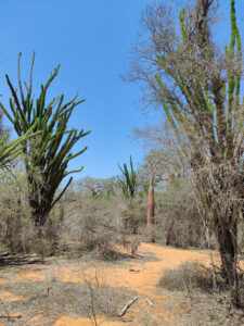 Spiny Forest