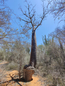 Baobabs
