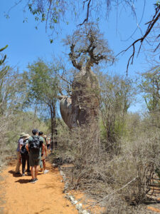 Baobabs