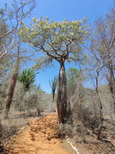Baobabs