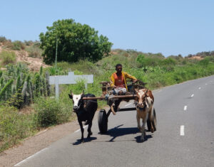 Zebu-Karren