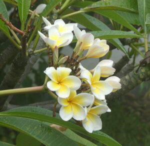 Frangipani