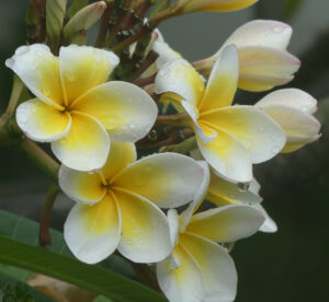 Frangipani