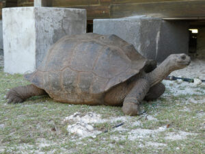 Aldabra Riesenschildkröte