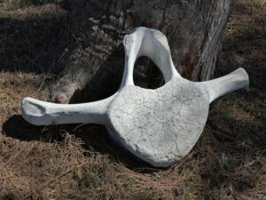 Aldabra
