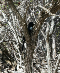 Aldabradrongo