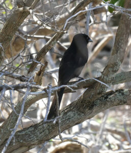 Aldabradrongo