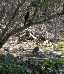 Madagaskarturteltaube und Aldabra Drongo