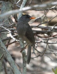 Bulbul