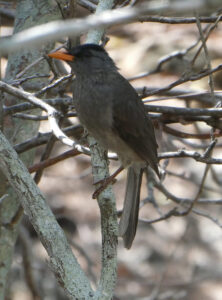 Bulbul