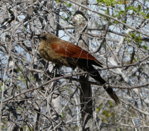Aldabra Kuckuck