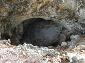 Aldabra Riesenschildkröte
