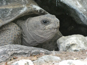 Aldabra Riesenschildkröte