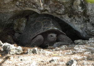 Aldabra Riesenschildkröte