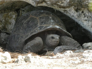 Aldabra Riesenschildkröte
