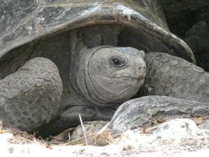 Aldabra Riesenschildkröte