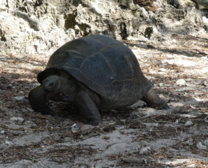 Aldabra Riesenschildkröte