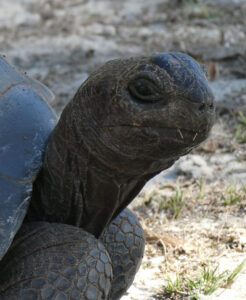 Aldabra Riesenschildkröte