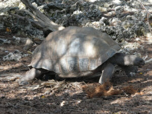 Aldabra Riesenschildkröte