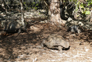 Aldabra Riesenschildkröte