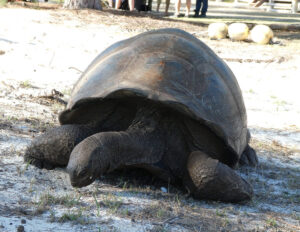 Aldabra Riesenschildkröte