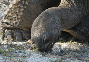 Aldabra Riesenschildkröte