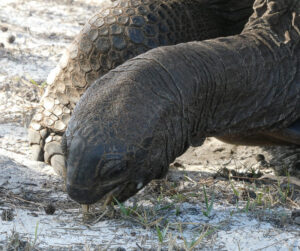 Aldabra Riesenschildkröte