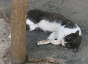 selbst den Katzen ist es zu heiß