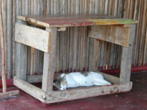 selbst den Katzen ist es zu heiß