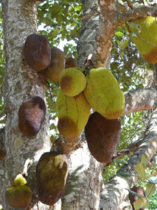 Jackfruit