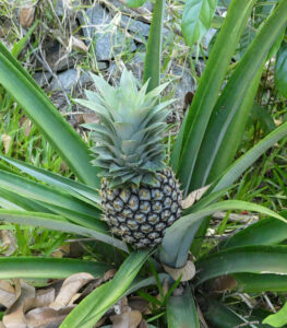 Ananas