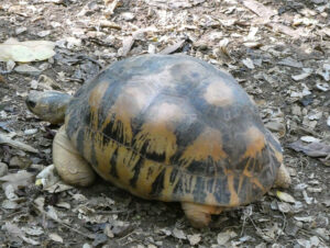 Schildkröten
