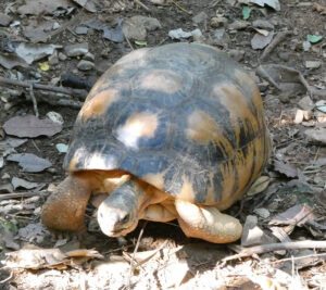 Schildkröten
