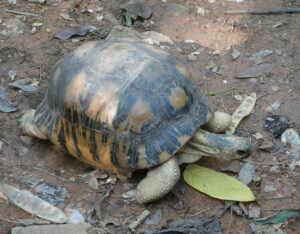 Schildkröten
