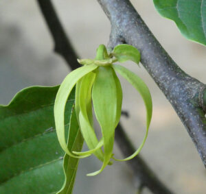 Ylang Ylang
