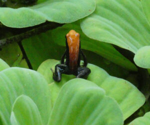 Frosch