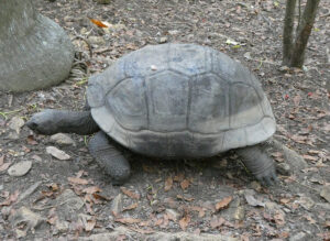 Schildkröten