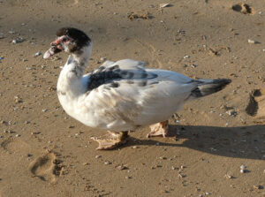 Ente am Strand