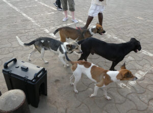 Hafenhunde