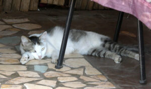 auch der Katze ist es zu heiß