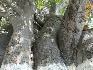 1000 jähriger Baobab